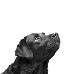 Senior black labrador retriever dog