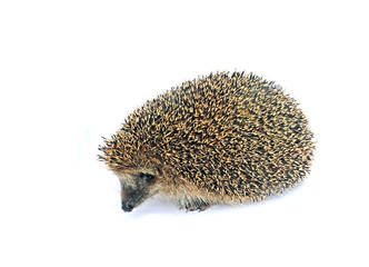 Forest wild hedgehog isolated