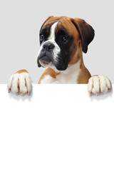 Boxer 329