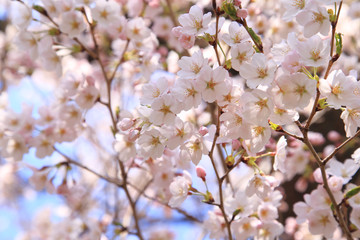 春　満開の桜