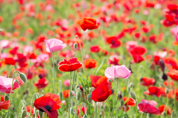 Red and pink poppies