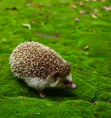 Hedgehog