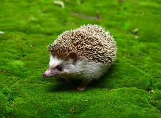 Hedgehog