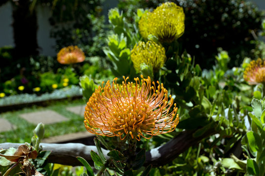 Proteia, sch&ouml;ne Blume