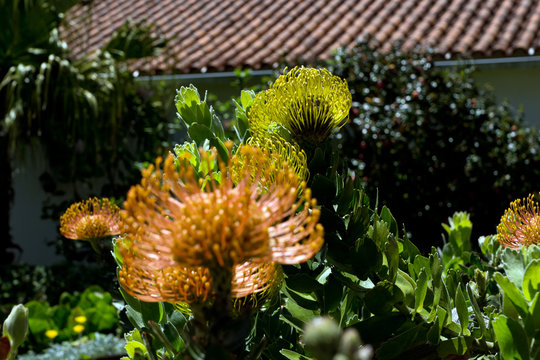 Proteia, sch&ouml;ne Blume