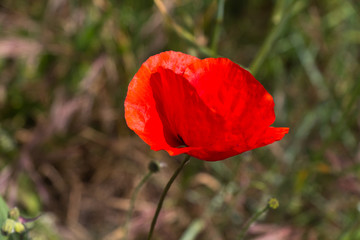 Fototapeta premium Mohn in der Toskana