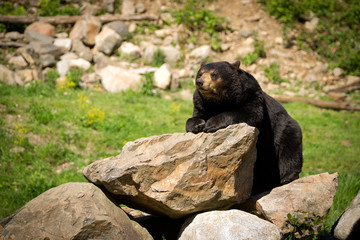 Eastern American Black Bear Lying on Rocks