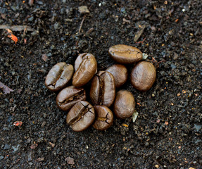 Closeup of coffee beans. Coffee bean on  ground background.
