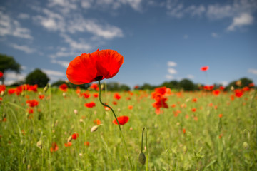 Roter Mohn auf Wiese