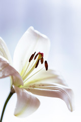 White lily flower on blue background.