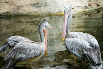 Fototapeta premium Couple of Pelican