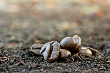 Closeup of coffee beans. Coffee bean on  ground background.