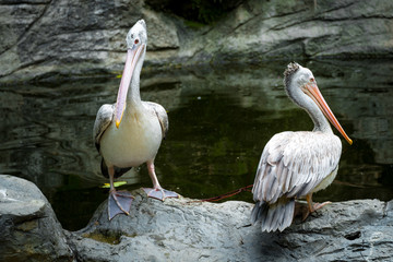 Couple of Pelican