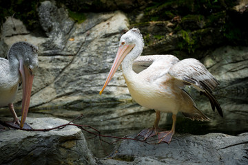 Couple of Pelican