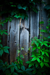 holz hintergrund 