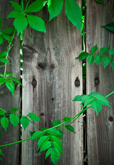 holz hintergrund 