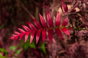 Red fern