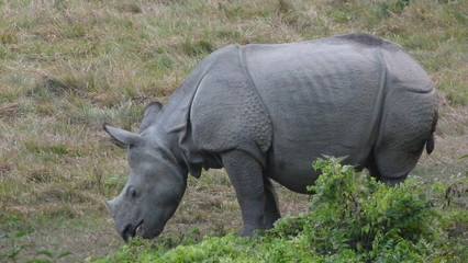 Rhinoc&eacute;ros nature