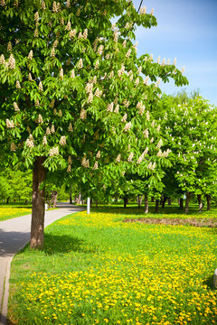 flowering chestnut trees and flowering dandelions