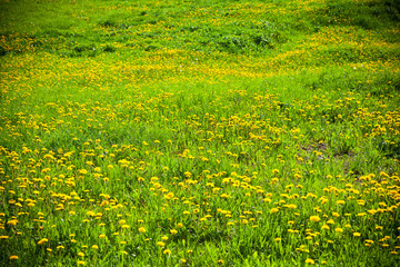 blooming dandelions and green grass on the field