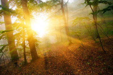 Obraz premium Дорога в осеннем лесу