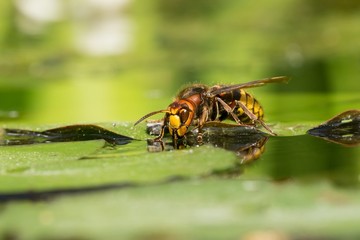 Large hornet wasp female drinking water