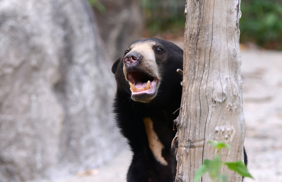 malayan sunbear
