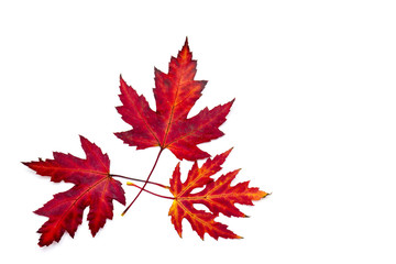 maple autumn leaves isolated on white background