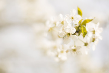 Spring tree blossom