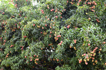 fresh lichi on tree