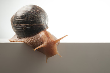 Schnecke vor Abgrund