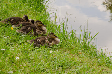 Ruhende kleine Enten Wildenten