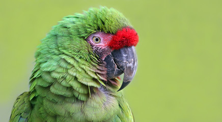 Close-up view of an Military Macaw (Ara militaris)