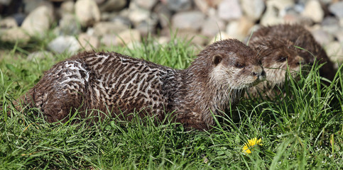 Pair of Oriental small-clawed otter (Aonyx cinerea)