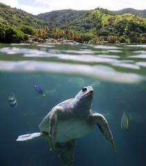 Naklejka premium Sea turtle in front of Castara Beach - Tobago, West Indies