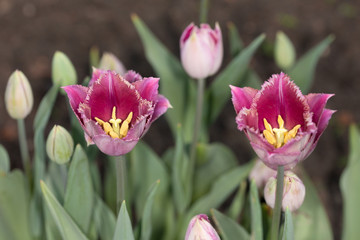 tulips close up