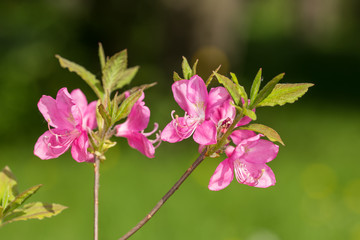 Obraz premium rhododendron branch