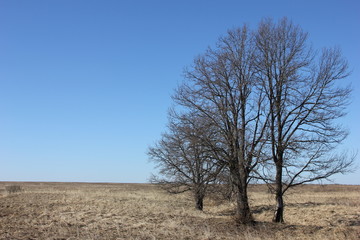 Lonely trees