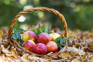fresh apples in a basket in autumn garden