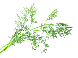 Branch of green dill