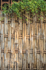 bamboo fence