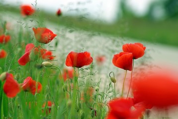 Naklejka premium Klatschmohn