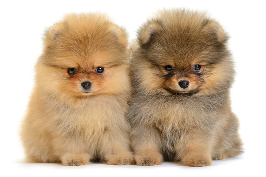 Pomeranian Puppy Images – Browse 56,252 Stock Photos, Vectors, and Video |  Adobe Stock