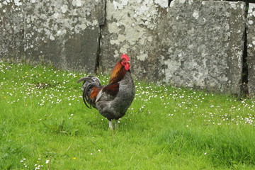Coq majestueux
