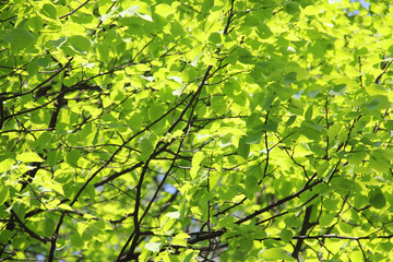 Fototapeta premium Green linden leaves background