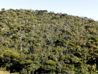 Landscape in the National Park Horton Plains, Sri Lanka