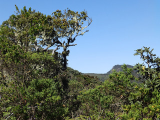 Landscape in the National Park Horton Plains, Sri Lanka