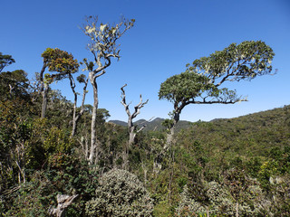 Landscape in the National Park Horton Plains, Sri Lanka