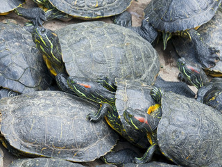 Red-eared slider (Trachemys scripta elegans)