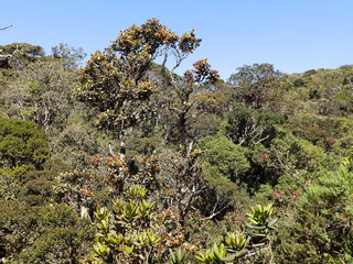 Landscape in the National Park Horton Plains, Sri Lanka